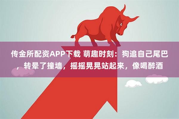传金所配资APP下载 萌趣时刻：狗追自己尾巴，转晕了撞墙，摇摇晃晃站起来，像喝醉酒